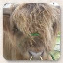 Recherche de vache bar Taureau
