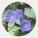 Search for morning glory flowers stickers Garden