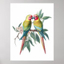Recherche de perroquet vintage posters Botanique