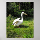 Recherche de de animal sauvage posters Pélican