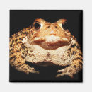 Search for will be toad magnets Amphibian
