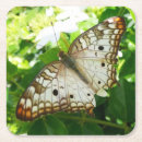 Search for tropical butterfly coasters Nature