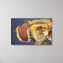Search for hover posters Biology