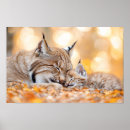 Search for lynx posters Wildlife