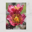 Search for red bloom postcards Nature