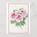 Recherche de azalée cartes postales Rose