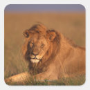 Search for kenya lion stickers Horizontal