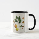 Search for herbal mugs Botanical