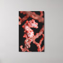 Search for bony fish posters Cnidarians