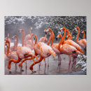 Search for american flamingo posters Animal