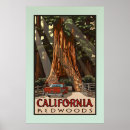 Search for redwood tree posters Travel