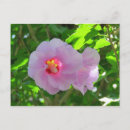 Recherche de rose de sharon Violet