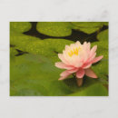 Recherche de nymphaeaceae Été