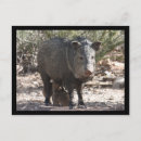 Search for baby pig postcards Babies