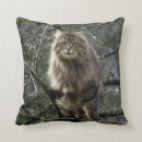 Recherche de maine coon coussins Animaux