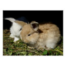 Search for fluffy bunnies posters Easter bunny