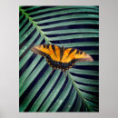 Search for beautiful butterflies posters Nature