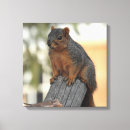 Search for squirrell canvas prints Cute squirrel