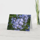 Recherche de jacinthe des bois cartes postales Flore