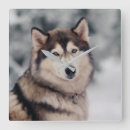 Recherche de sibérien horloges Chien de l'alaska