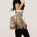 Recherche de chat de gingembre photographie Animal