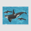 Recherche de whale tissue paper Orques