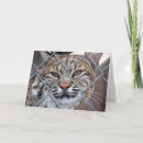 Recherche de lynx vœux cartes Sauvage