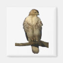 Search for hawking magnets Bird