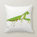 Search for bug pillows Praying mantis