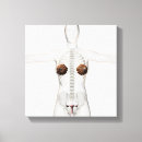Recherche de génital posters Biologie