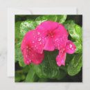Recherche de macro roses vœux cartes Jardin