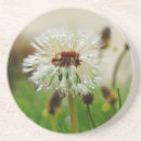 Search for weed kitchen dining Seed