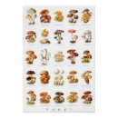 Recherche de champignon comestible posters Champignons comestibles