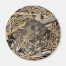 Search for gopher magnets Animal