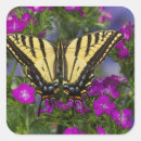 Search for mimic stickers Butterfly
