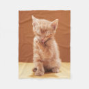 Search for tabby cat blankets Young animal