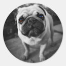 Search for handsome stickers Dog