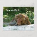 Search for ape monkey postcards Animal
