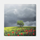 Search for cloudy sky magnets Tree