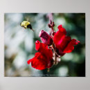 Search for nectar posters Nature