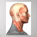 Search for muscles of the face posters Tendon