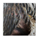Search for feather tiles Nature