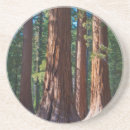 Recherche de troncs dessous de verres Forêt