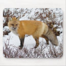 Search for arctic fox mousepads Carnivore