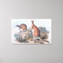 Search for joey kangaroo posters Animal