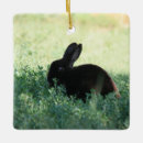 Search for black rabbit ornaments Cute