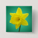 Search for daffodil buttons Wales