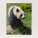 Recherche de panda puzzles Mammifère
