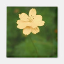 Search for harmonious magnets Photograph
