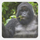 Search for silverback gorilla stickers Ape